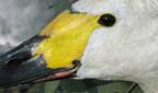 Swans Head