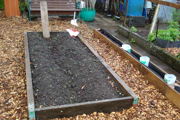 Potato plants
