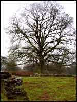 Lydney Park estate