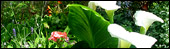Oadby tropical garden