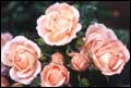 Pink roses