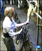 Julia milking