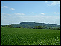 Coppice, Wollescote. Photo: T. Gordon
