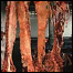 Carne