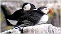 Puffins c/o Mark Batey