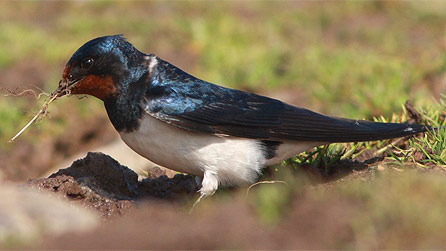 swallow.jpg