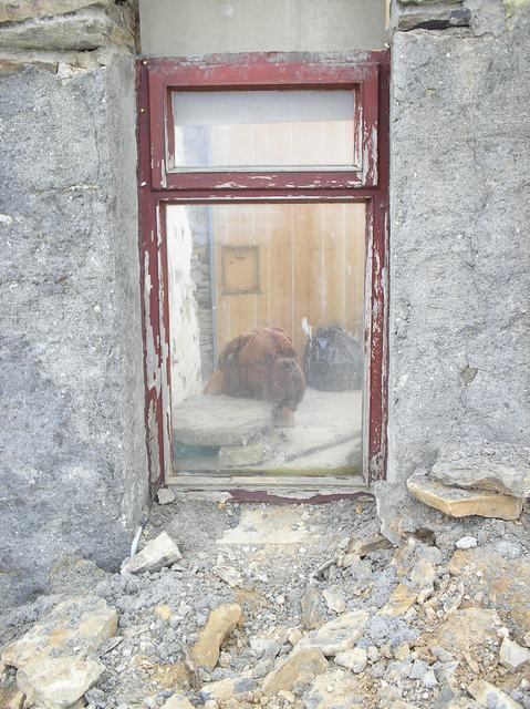 Fearsome Guard Dog