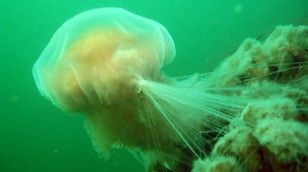 Lion's Mane Jellyfish by Nicolai Johannesen