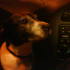 Can i drive?