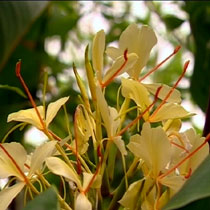 Ginger lily