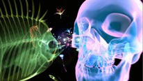 Graphic of fish skeleton and skull