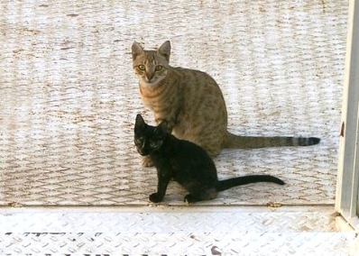 new_cat_one.JPG