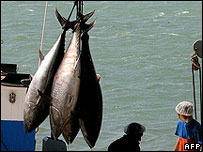 Tuna