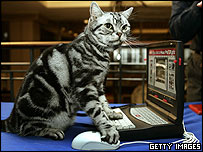 cat.203.jpg