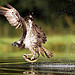 Skimmer