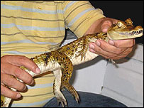 aligator