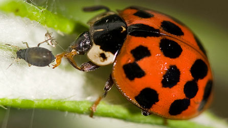 ladybird_shane_jones.jpg