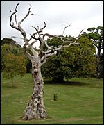 Tree in Plymouth