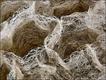 Foto: Riccardo Talariol/Nikon Small World