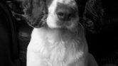 Black/white photo...