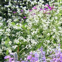 Crambe cordifolia