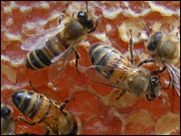 Urban beekeeping