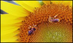 Bees on a flower