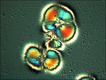 'Microbe vs. Mineral' (foto: Michael P. Zach, University of Wisconsin - Stevens Point)