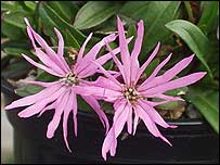Lychnis