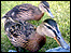 Ducks