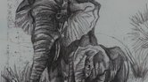Elephants Elephants