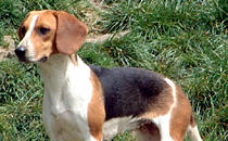 Hound