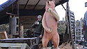 Tree trunk bear sculpture