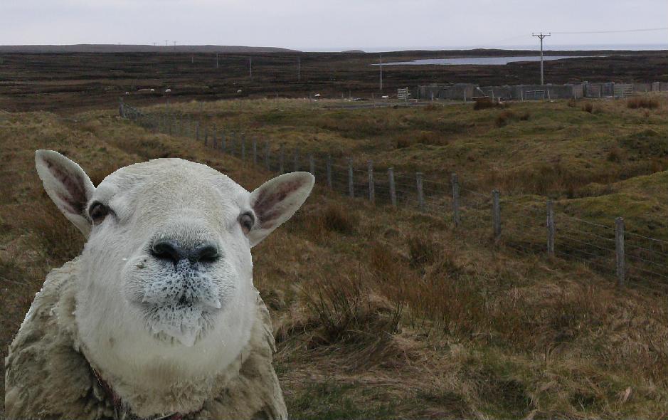 Shocked sheep at Fank