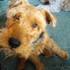 Mei Catherall for Presley the dog
