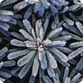 Winter evergreens