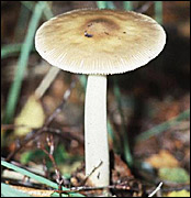 Fungi