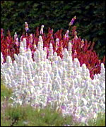 Colourful border