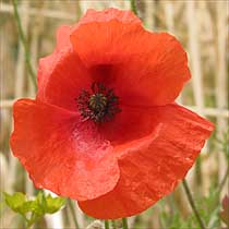 Chris experimented with painting poppies 