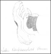 Drawing of a foot