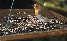 The robin