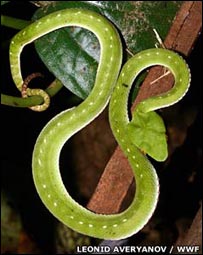 Cobra verde