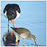 Estuary birds video (Image: Oystercatcher c/o Smith)