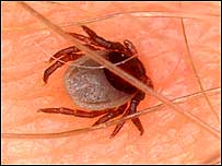 Bug