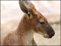 kangaroo