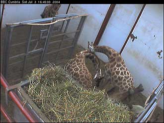 Giraffe