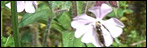 Flower and insect