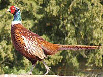 Pheasant