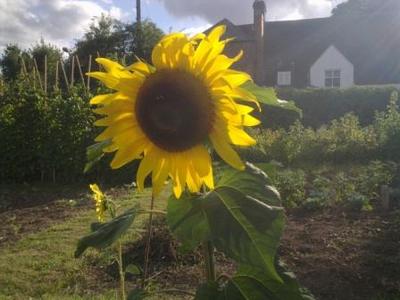 sunflowerUK.jpg