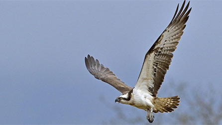 osprey_andy_rousejpg.jpg